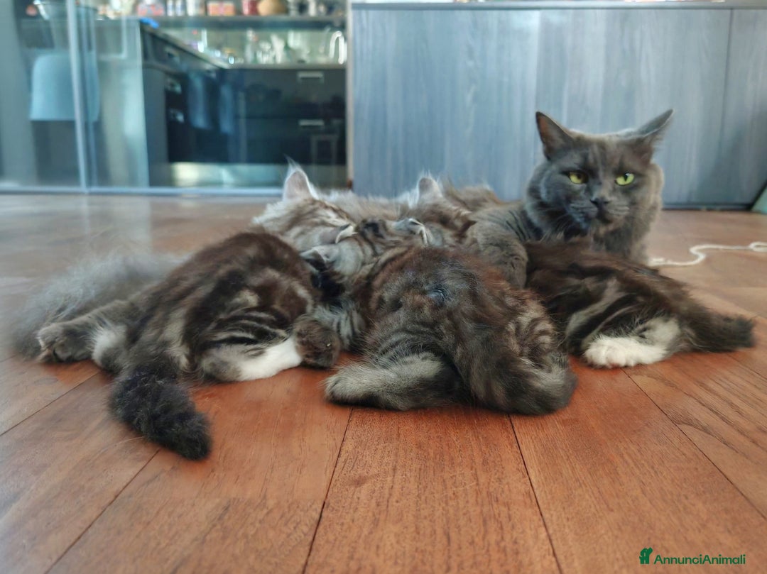 Siberiano gatti in vendita: Cuccioli di gatto siberiano ipoallergenici  - Annuncio 6