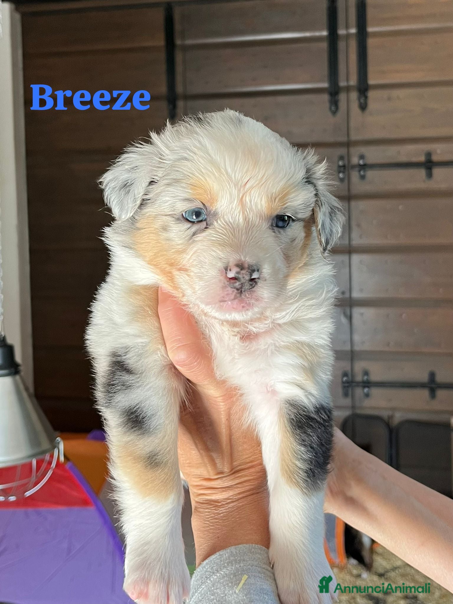 Australian Shepherd cani Cuccioli Australian Shepherd - Annuncio 10