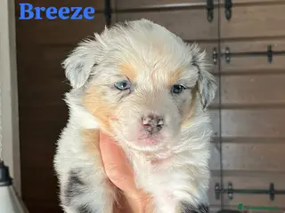 Australian Shepherd cani Cuccioli Australian Shepherd - Annuncio 24