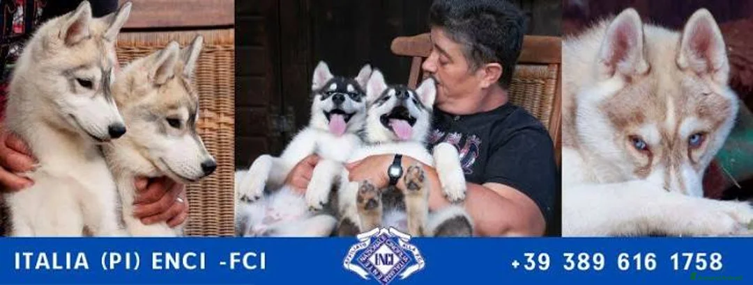 Immagine della galleria {{count}}