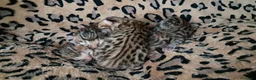 Bengala gatti in vendita: Bengala cuccioli - Annuncio 5