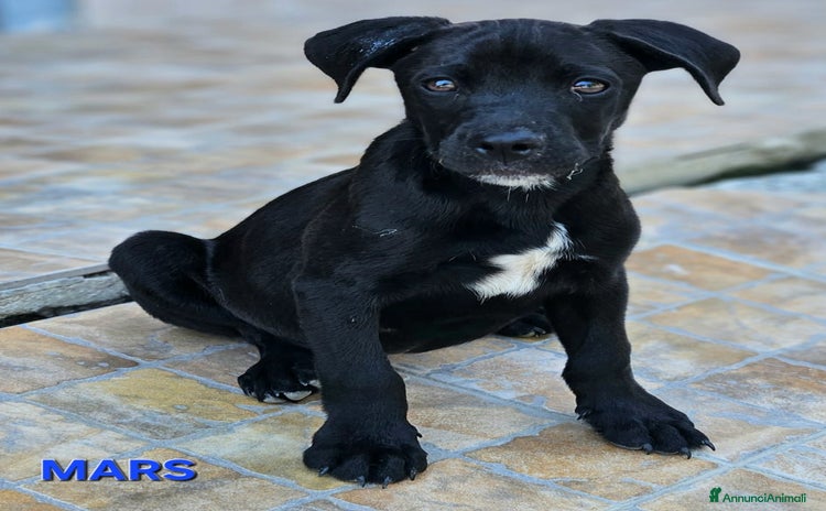Meticcio cani a Provincia di Teramo - Annuncio 10