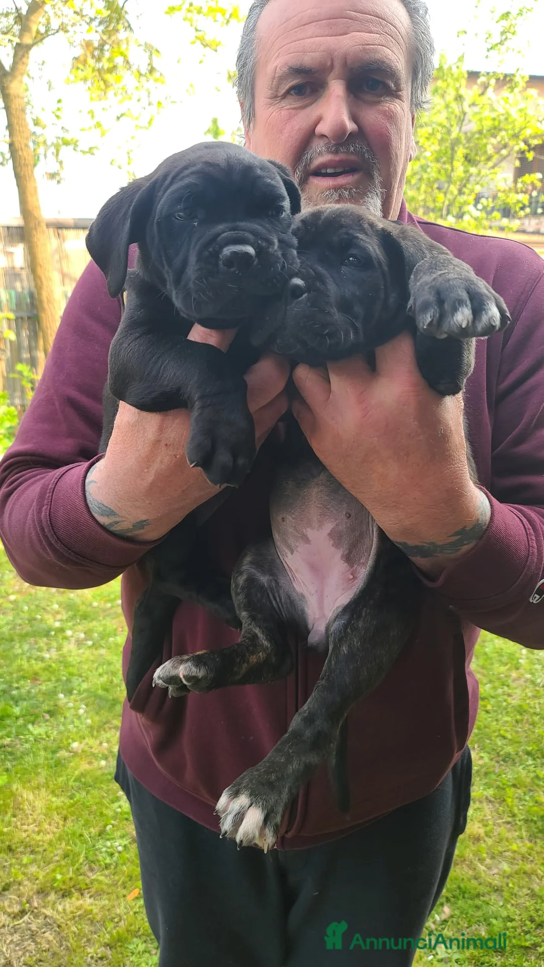 Cane Corso cani in vendita: Cuccioli Cane Corso nati il12 02 26 - Annuncio 2