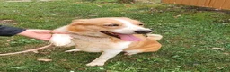 Altre razze cani in regalo: CANNELLA meravigliosa creatura a Città metropolitana di Milano - Annuncio 4