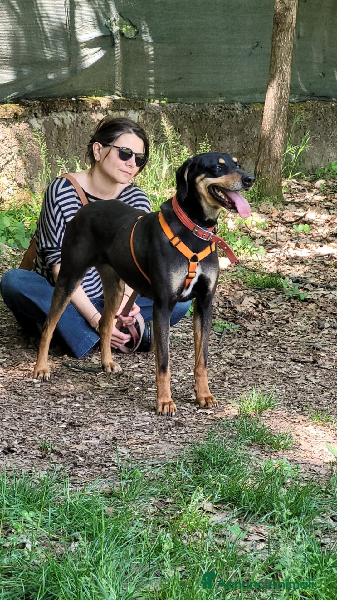 Segugio cani in regalo: Splendida mix segugio - SKYLAR a Città metropolitana di Milano - Annuncio 6