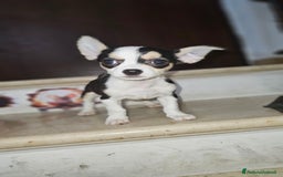 Chihuahua cani in vendita: Chihuahua mini toy  a Città metropolitana di Milano - Immagine 5
