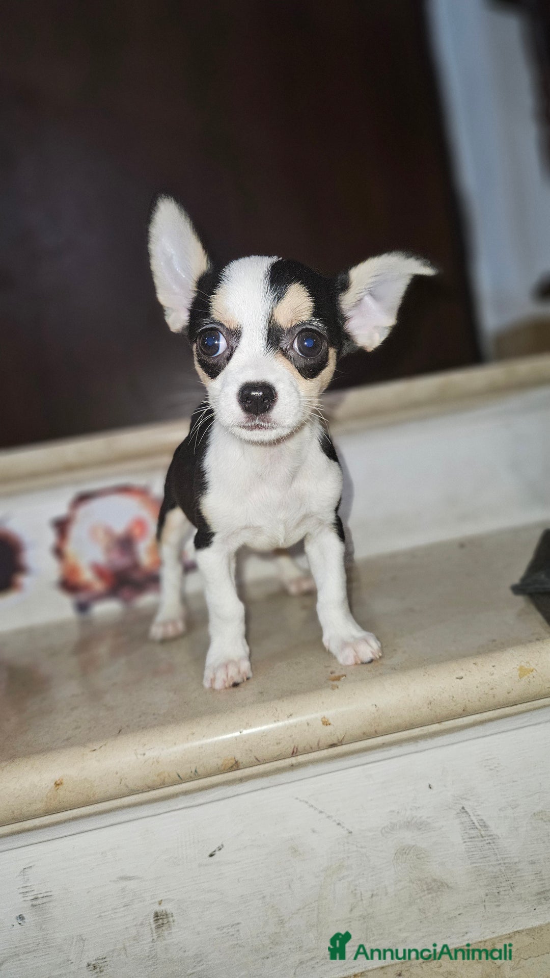 Chihuahua cani in vendita: Chihuahua mini toy  a Città metropolitana di Milano - Immagine 5