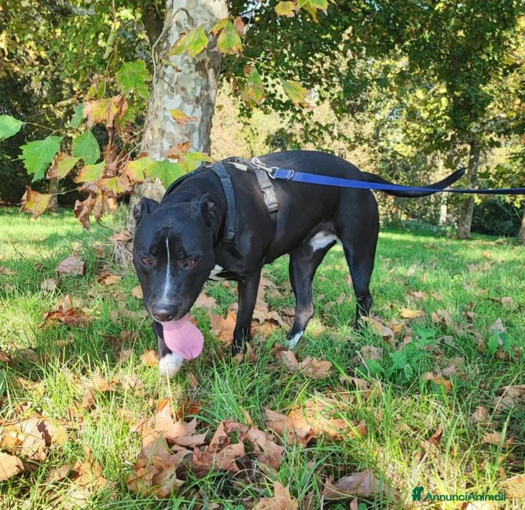 Meticcio cani in regalo: Simil Pitbull 5anni MOLTO BUONA NESSUNO LA NOTA.MN - Annuncio 2