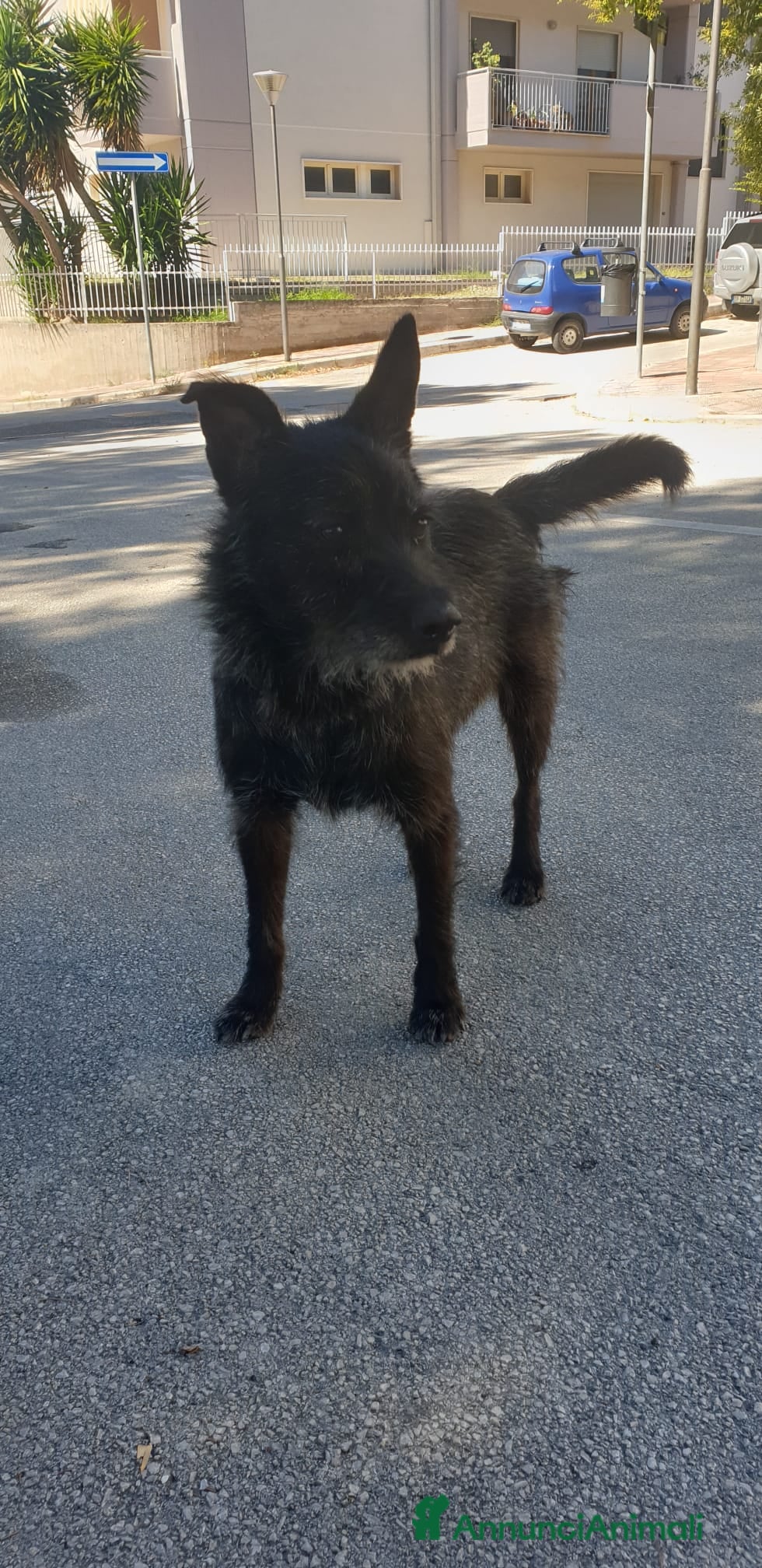 Meticcio cani Nerina  - Annuncio 20