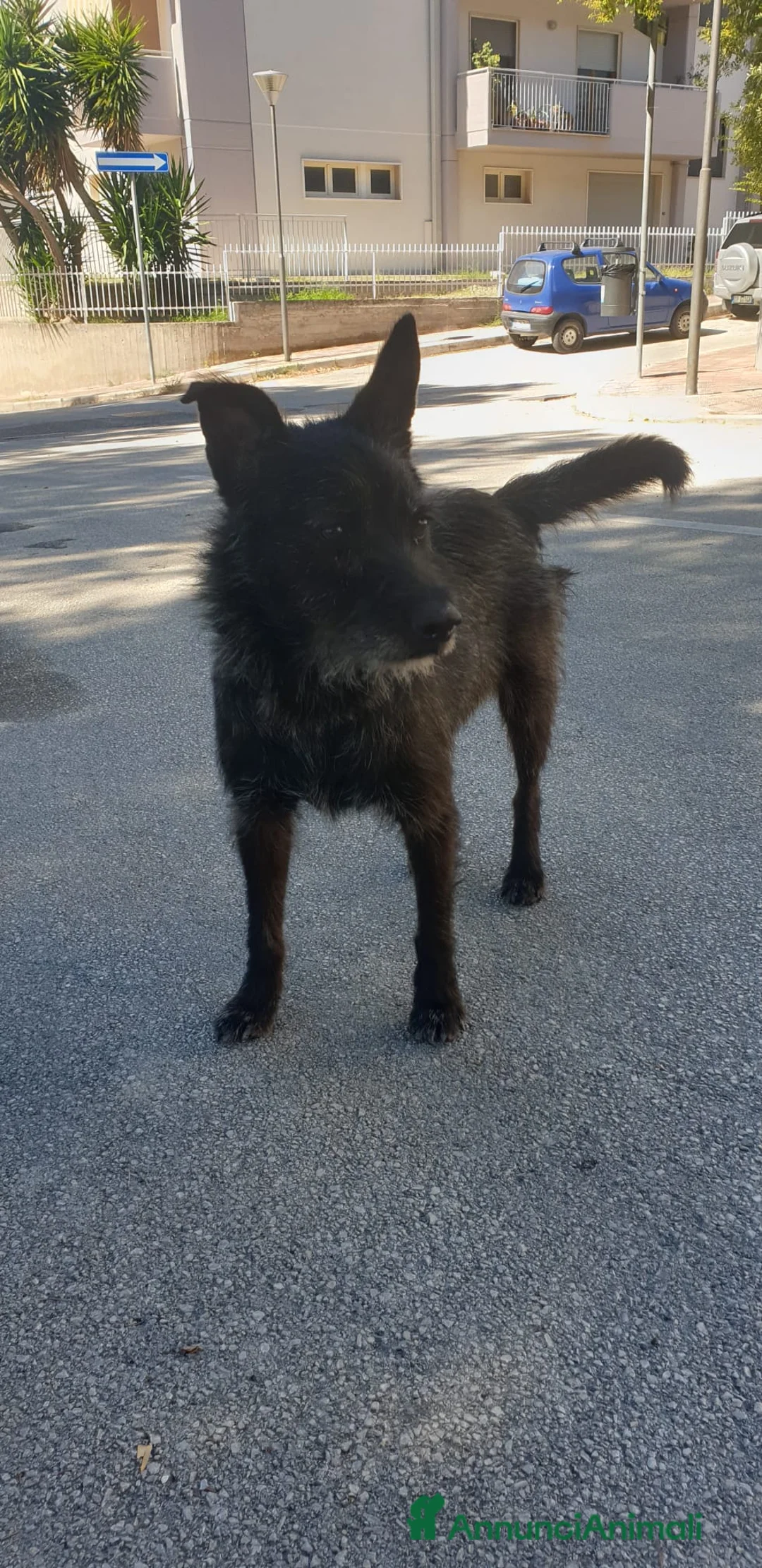 Meticcio cani in regalo: Nerina  - Annuncio 1