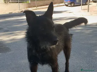 Meticcio cani Nerina - Annuncio 20