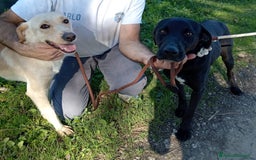 Labrador cani in regalo: TRUMP simil labradorino nero a Provincia di Latina - Immagine 5