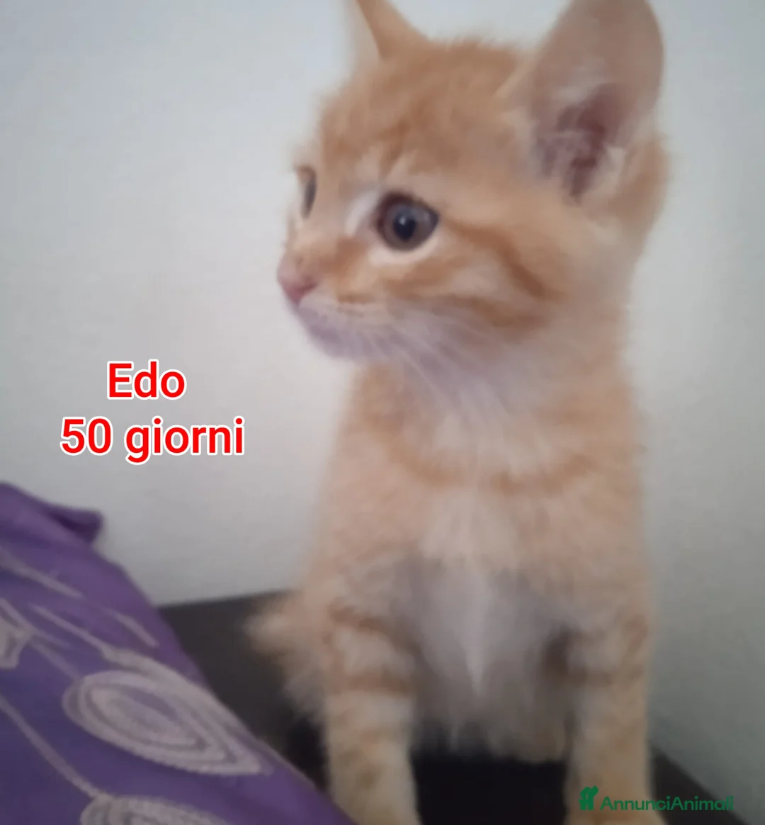 Altre razze gatti in regalo: MICINI, URGENTE! TEMPO SCADUTO  a Provincia di Arezzo - Annuncio 1