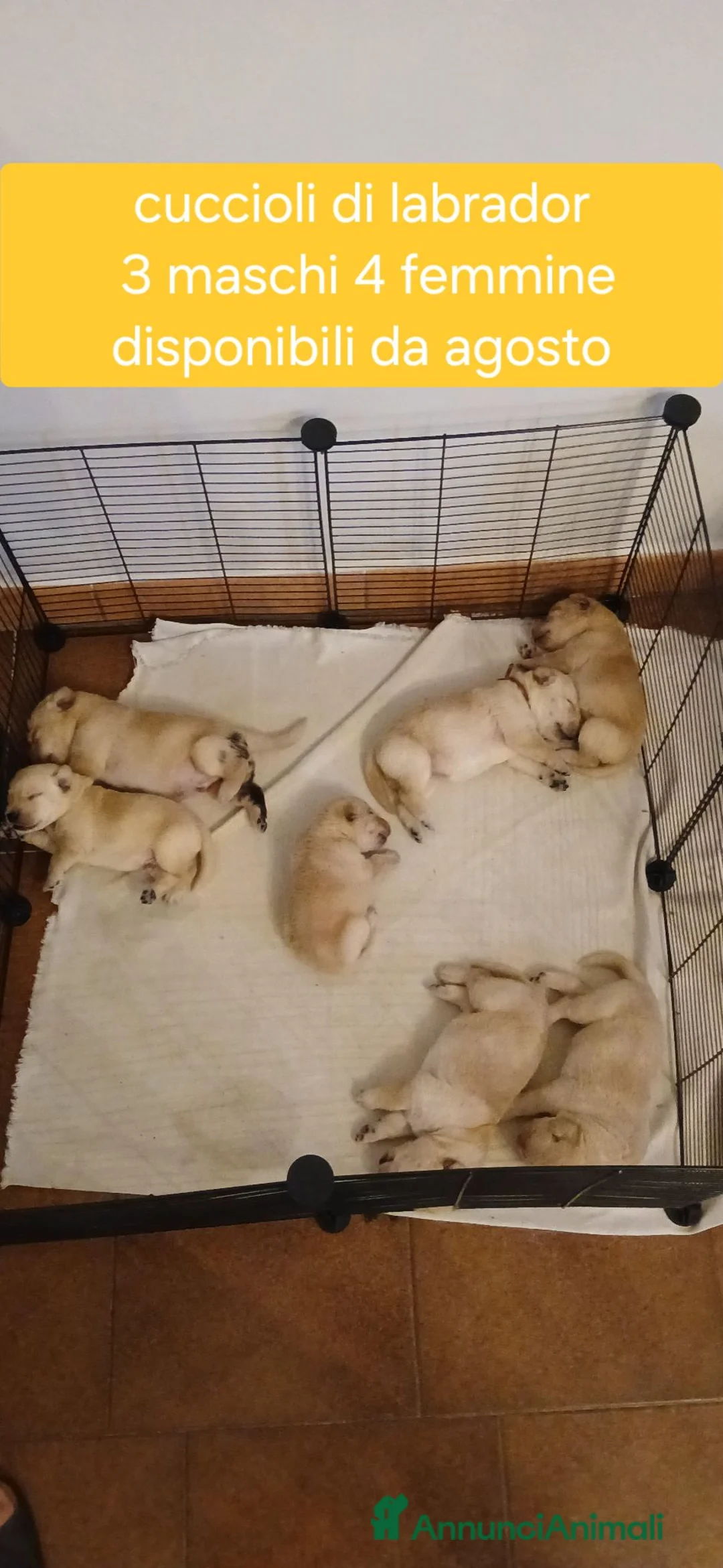 Labrador cani in vendita: Cuccioli di labrador retriever con pedigree - Annuncio 2