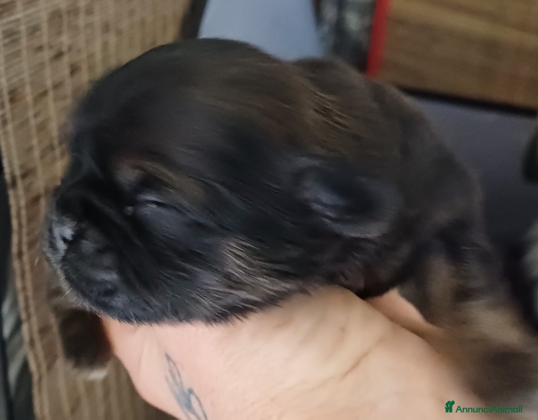 Shih Tzu cani in vendita: Cuccioli shih-tzu  - Annuncio 6