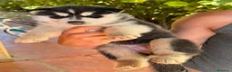Husky cani in vendita: Siberian husky  - Annuncio 12