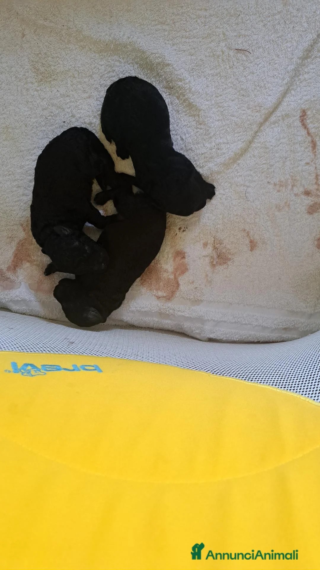 Barboncino cani in vendita: Barboncini a Provincia di Monza e della Brianza - Annuncio 2