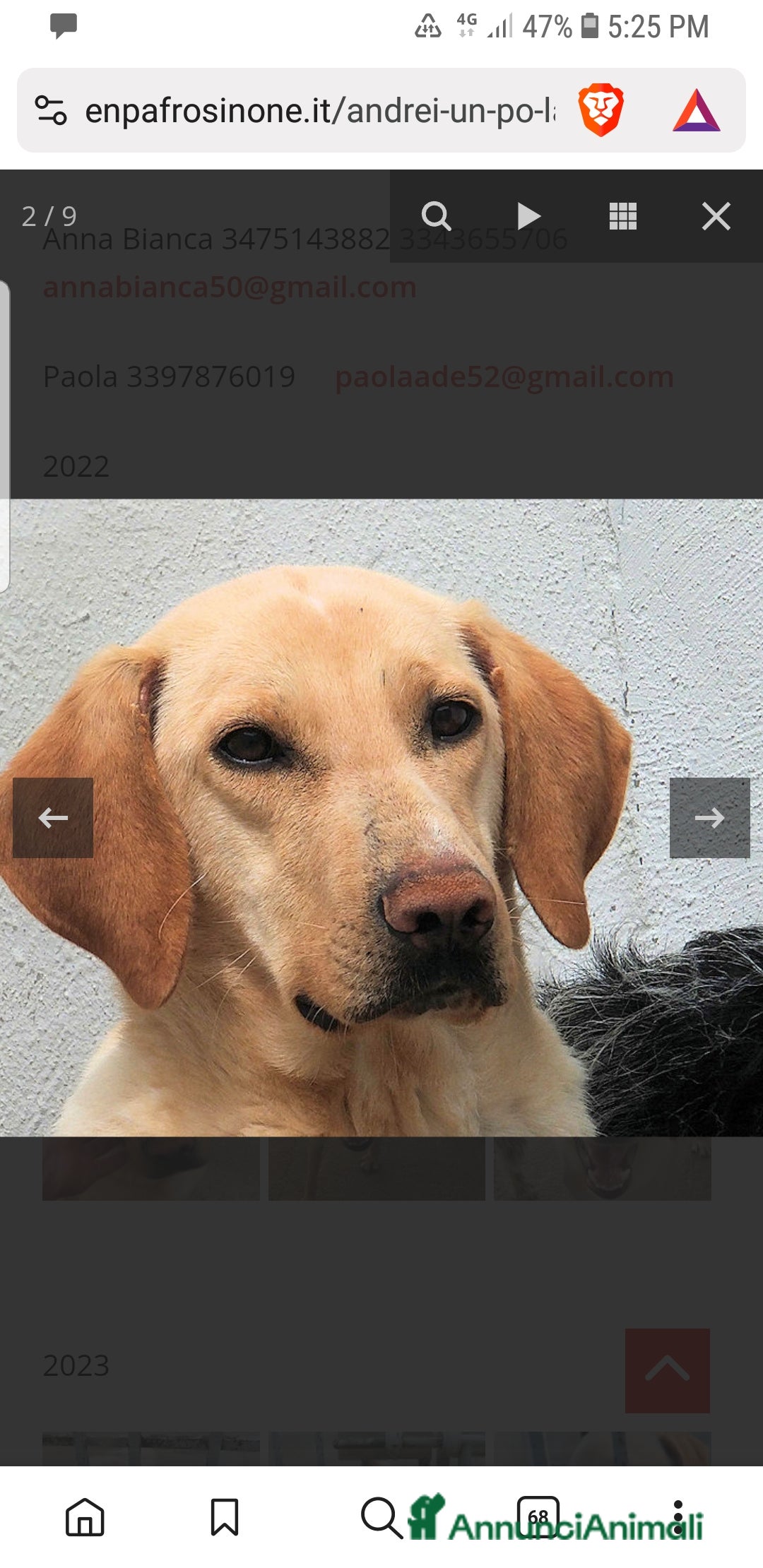 Labrador cani ADOZ.DEL CUORE:Andrei,8a abbandonato e investito - Annuncio 2