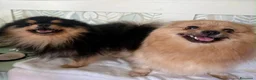 Volpino Pomerania cani in vendita: Bellissimi cuccioli di Pomerania  a Città metropolitana di Roma Capitale - Annuncio 11