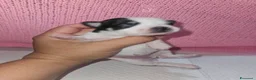 Chihuahua cani in vendita: Chihuahua toy pedigree Enci  a Provincia di Verona - Annuncio 1