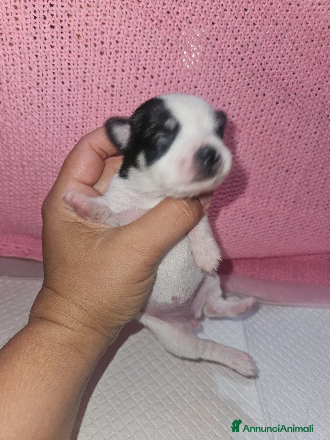 Chihuahua cani in vendita: Chihuahua toy pedigree Enci  a Provincia di Verona - Annuncio 1