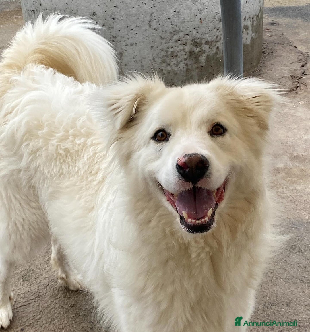 Meticcio cani in regalo: NEVE bellissima cagnolina 3 anni cerca adozione - Annuncio 2