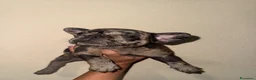 Bulldog Francese cani in vendita: vendita di bulldog francese  a Città metropolitana di Palermo - Annuncio 4