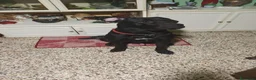 Cane Corso cani in regalo: Giocherellone a Provincia di Teramo - Annuncio 4