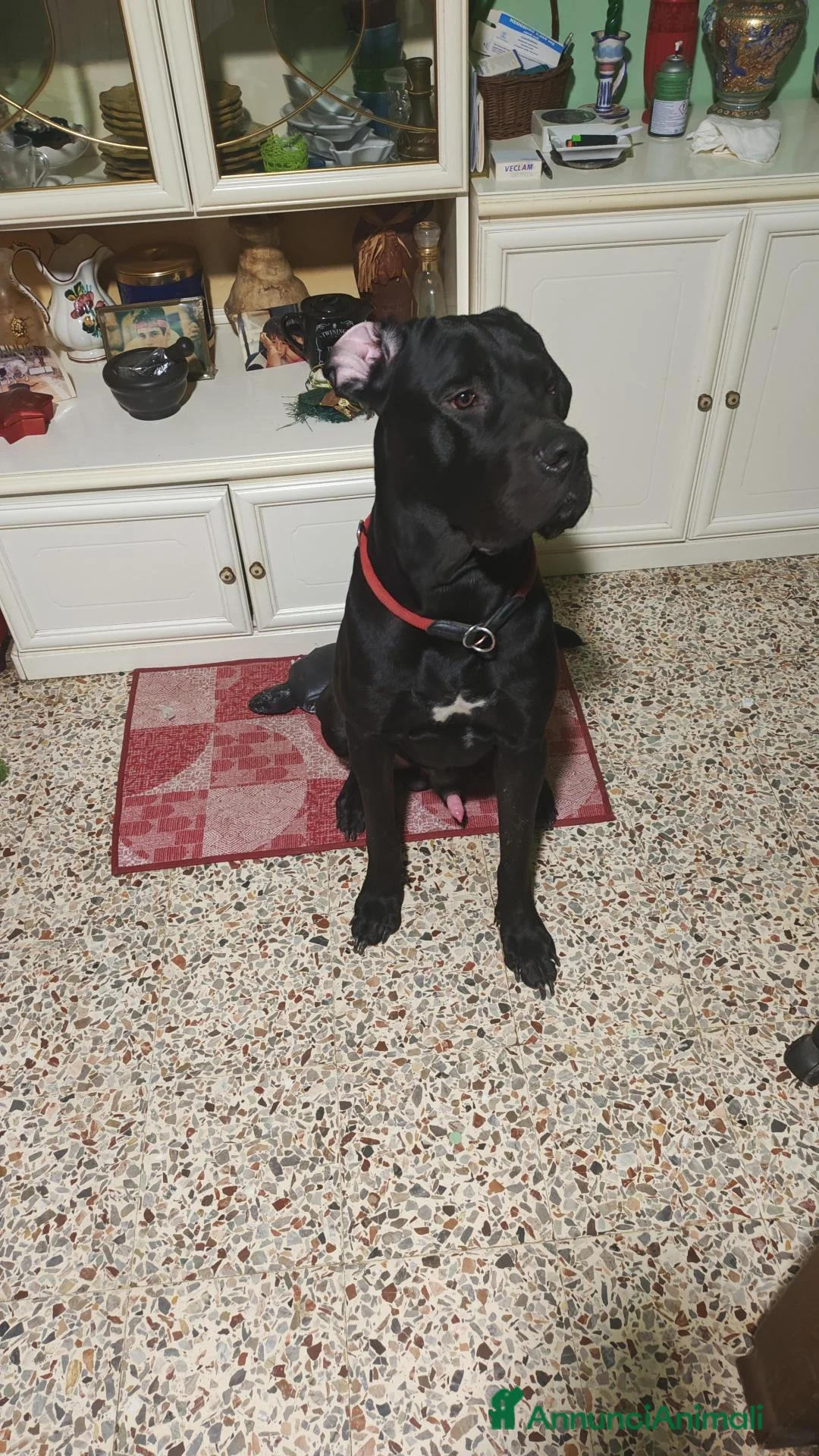Cane Corso cani in regalo: Giocherellone a Provincia di Teramo - Annuncio 4