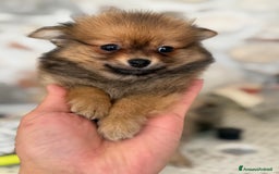 Volpino Pomerania cani in vendita: Bellissimi maschio di Pomchi  a Provincia di Vicenza - Immagine 2