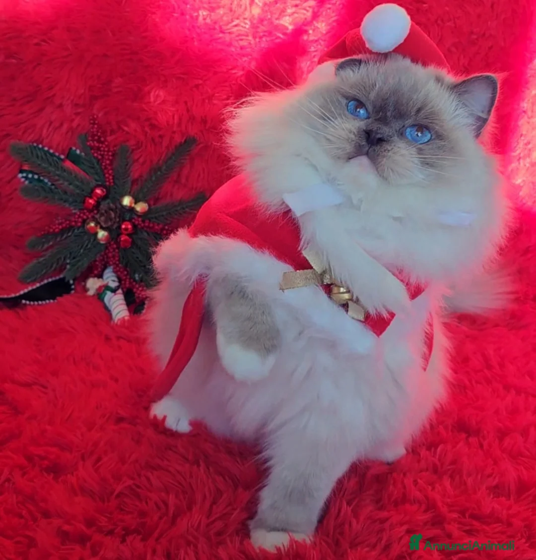 Immagine della galleria {{count}}