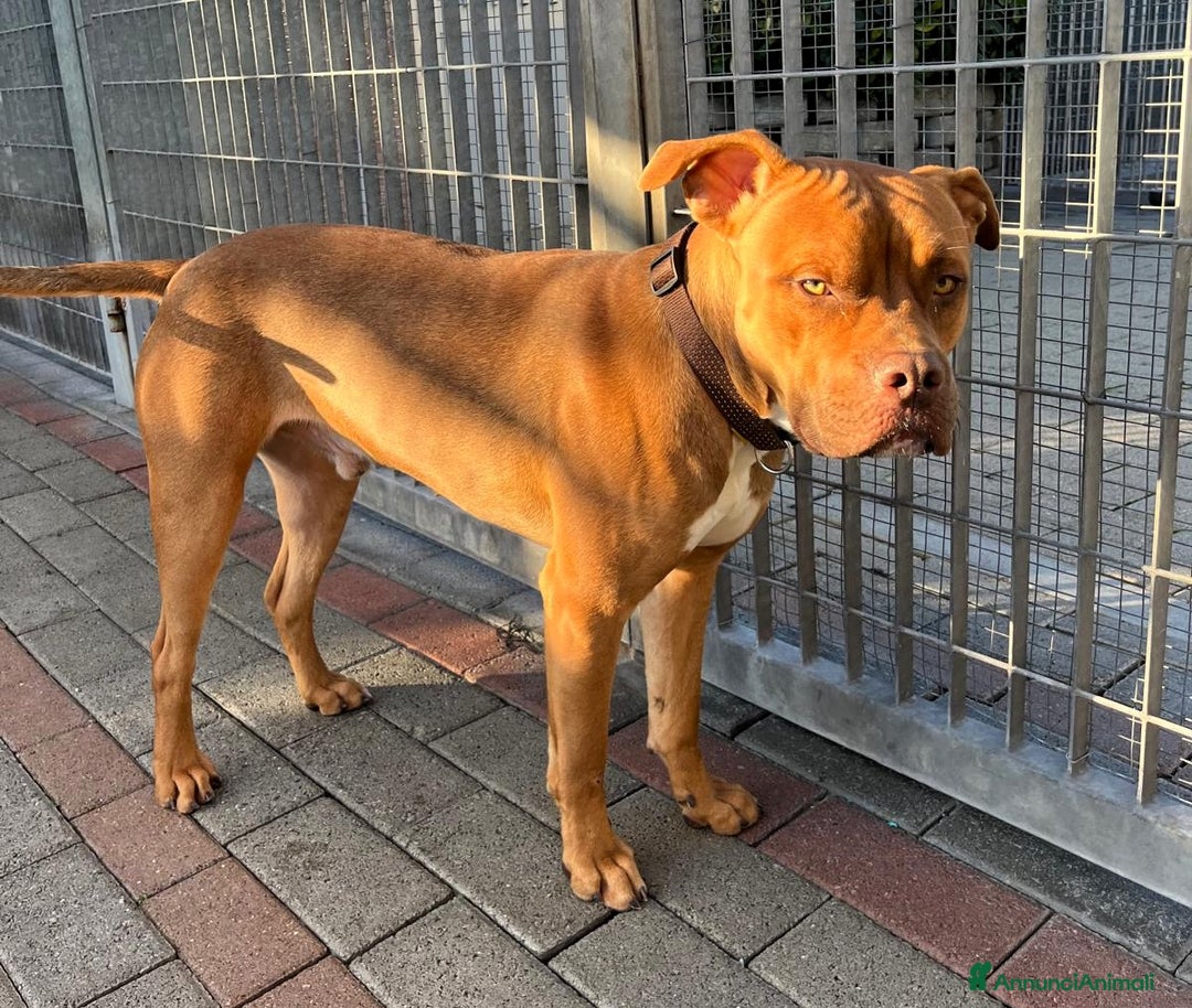 Meticcio cani in regalo: NILO CERCA CASA - Annuncio 3