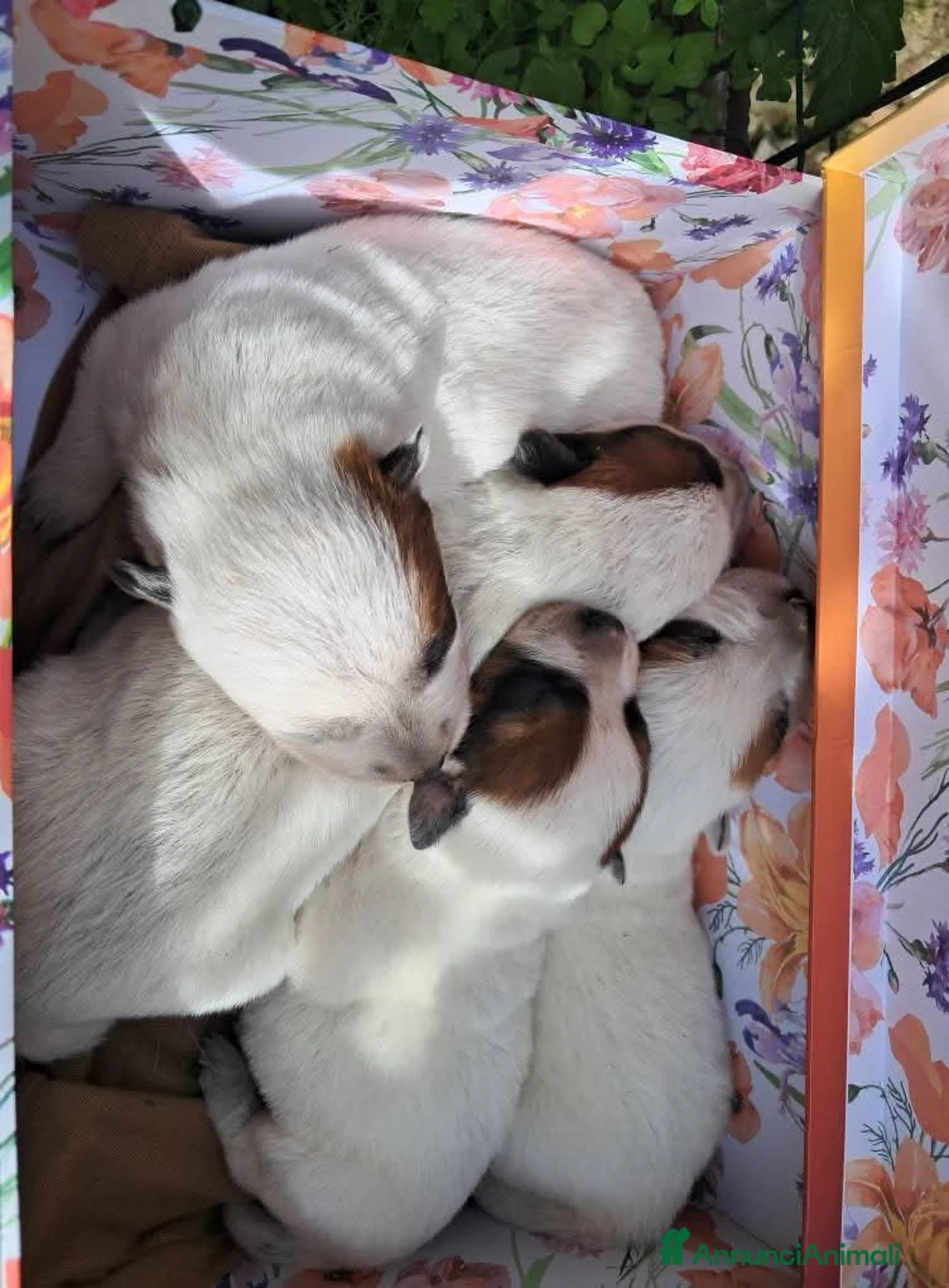 Australian Cattledog cani in vendita: australian cattledog - Annuncio 3