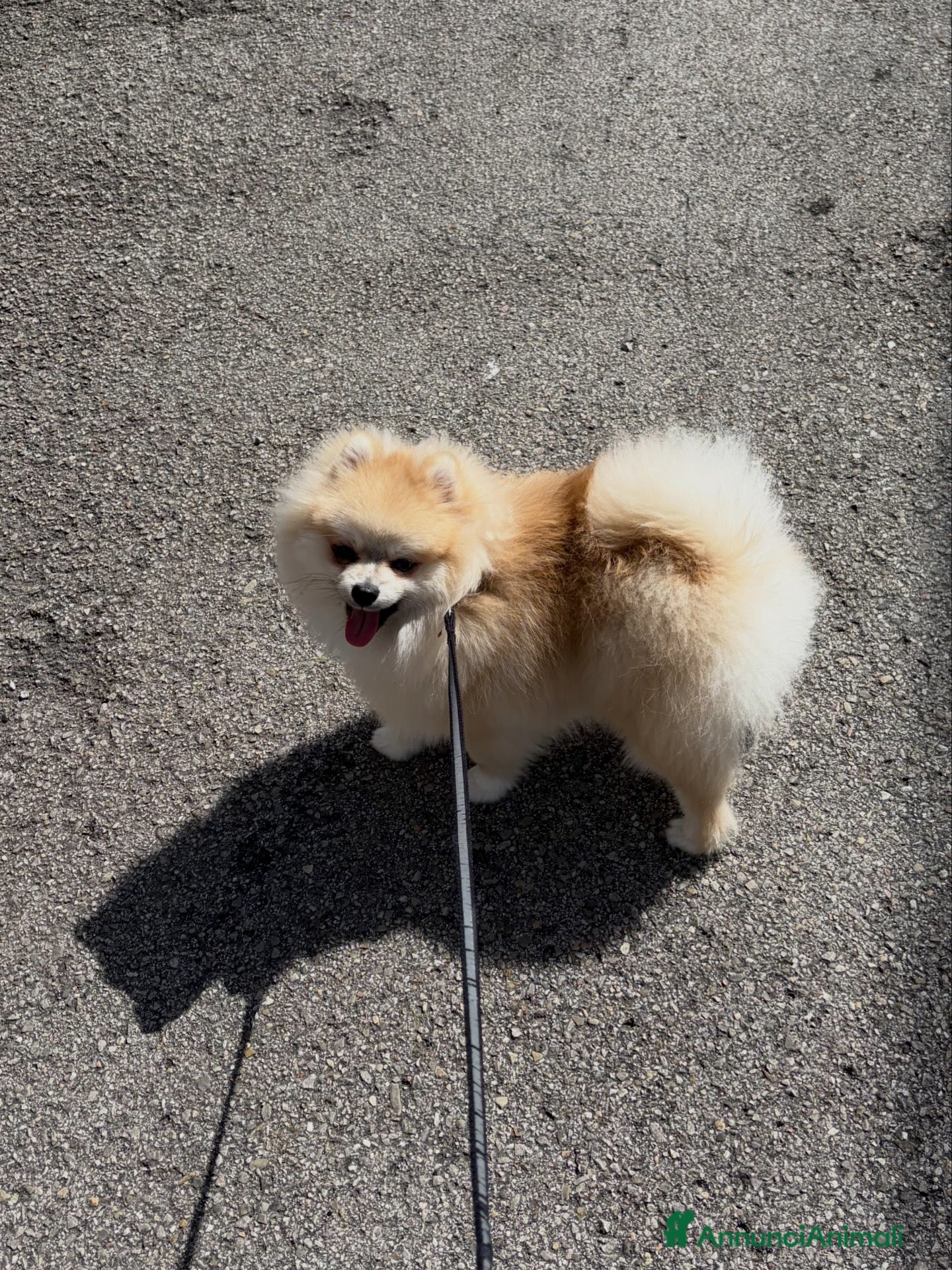 Spitz cani Maschio disponibile per accoppiamento  - Annuncio 7