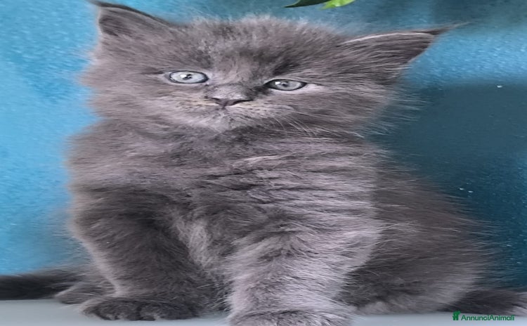 Maine Coon gatti a Provincia di Brescia - Annuncio 14