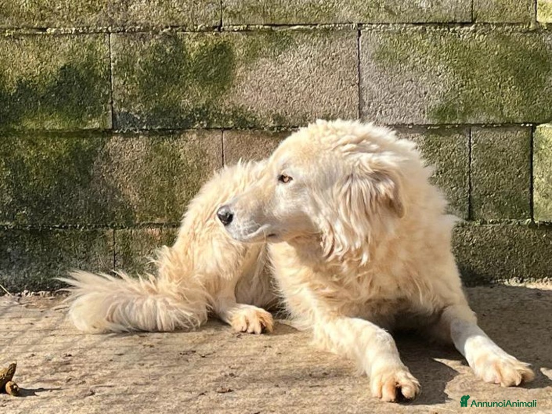 Meticcio cani in regalo: SOLE tranquillo e pacato tg grande - Annuncio 2