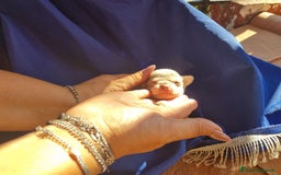 Chihuahua cani in vendita: Cuccioli di chihuahua toy  a Città Metropolitana di Torino - Immagine 5