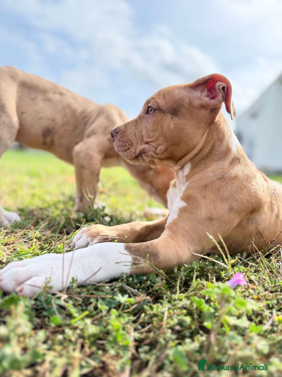 Meticcio cani in vendita: CUCCIOLI IN VENDITA . - Annuncio 9
