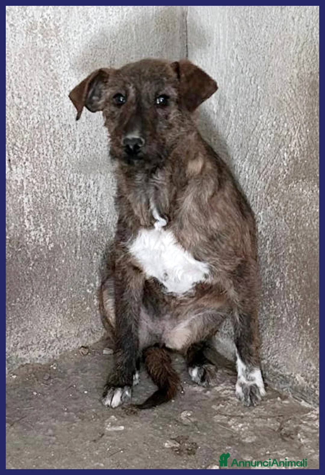 Airedale Terrier cani in regalo: PEGGY CUCCIOLONA SIMIL TERRIERINA 1 ANNO TG PICCOL a Roma - Annuncio 2