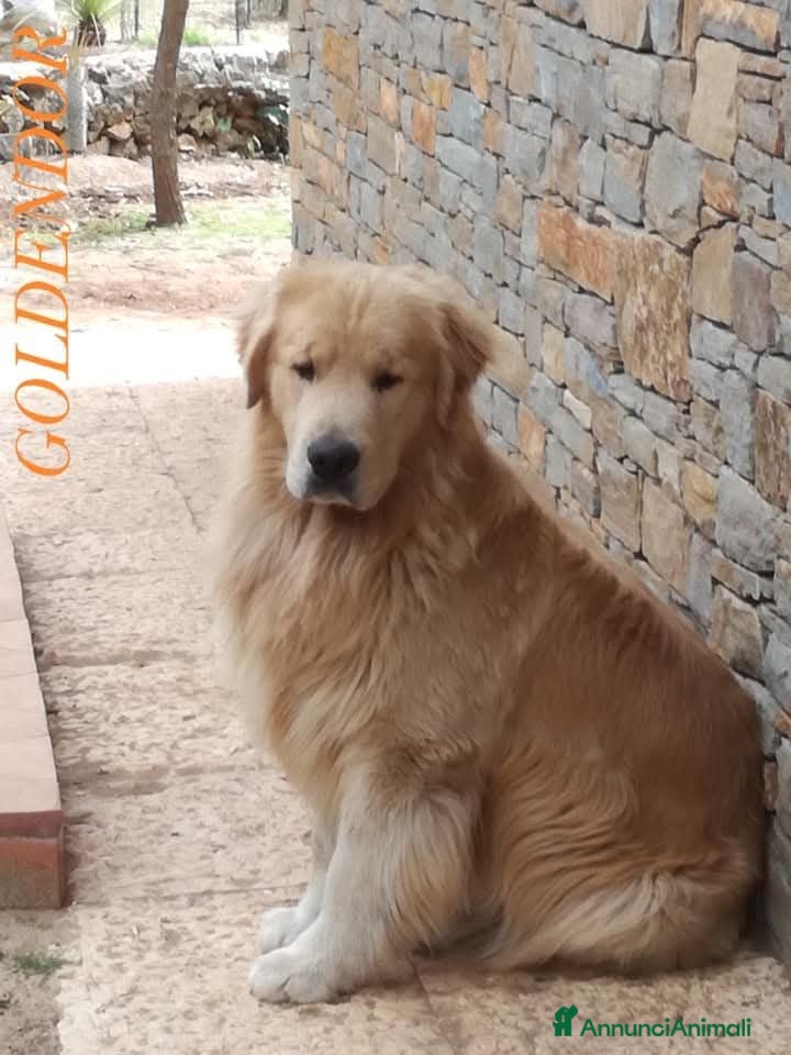 Golden Retriever cani CucciolataTop GOLDEN RETRIEVER LINEA AMERICANA100% - Annuncio 1