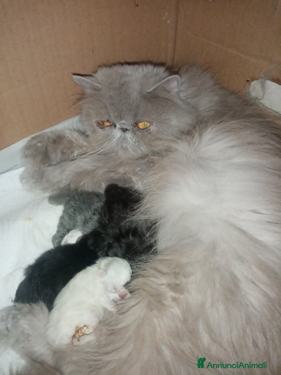 Persiano gatti in vendita: Cuccioli gatto Persiano pura razza  - Annuncio 8