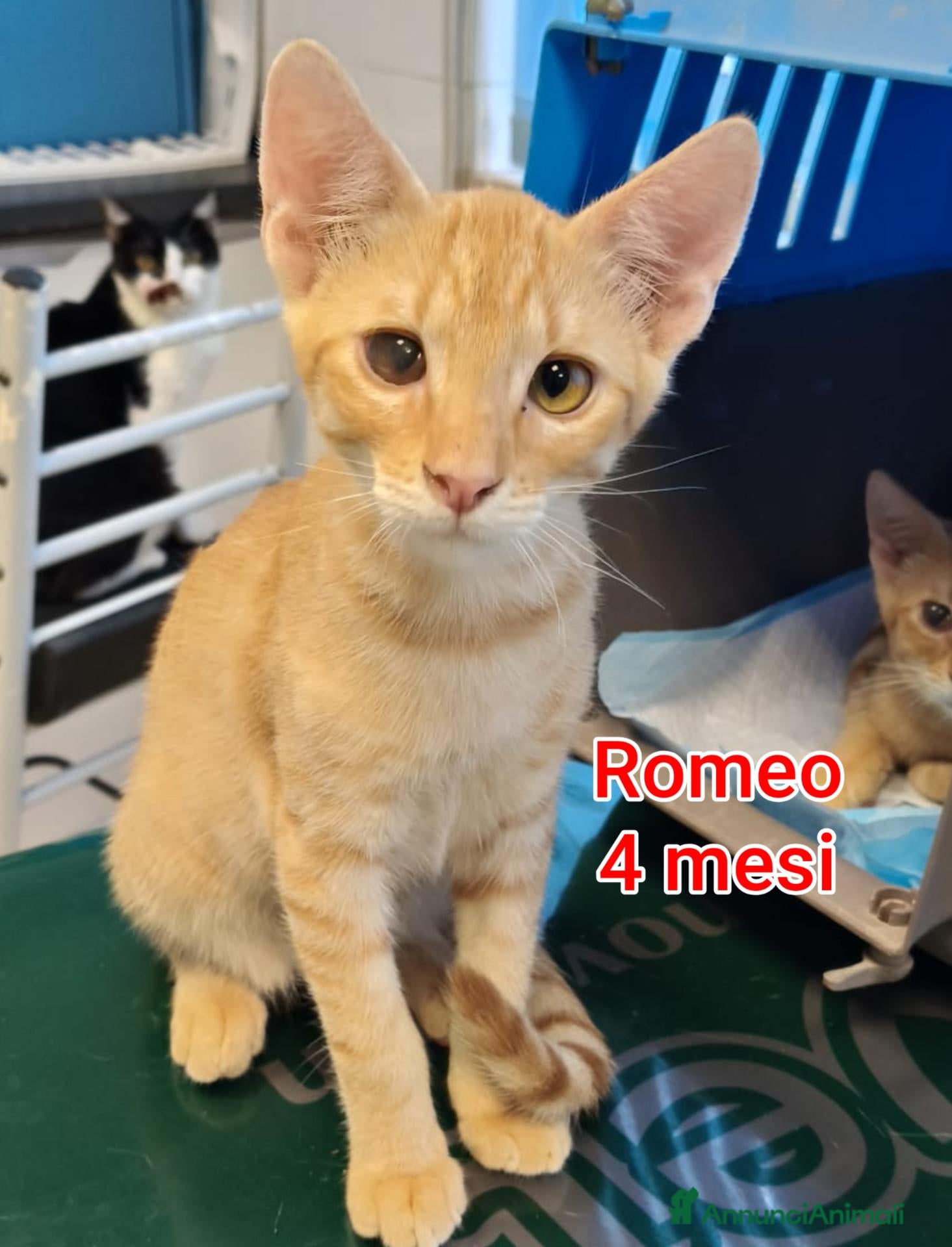Altre razze gatti MICINI: URGENTE, TEMPO SCADUTO! - Annuncio 3