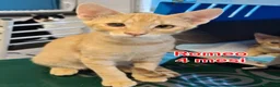 Altre razze gatti in regalo: MICINI: URGENTE, TEMPO SCADUTO! a Provincia di Arezzo - Annuncio 1