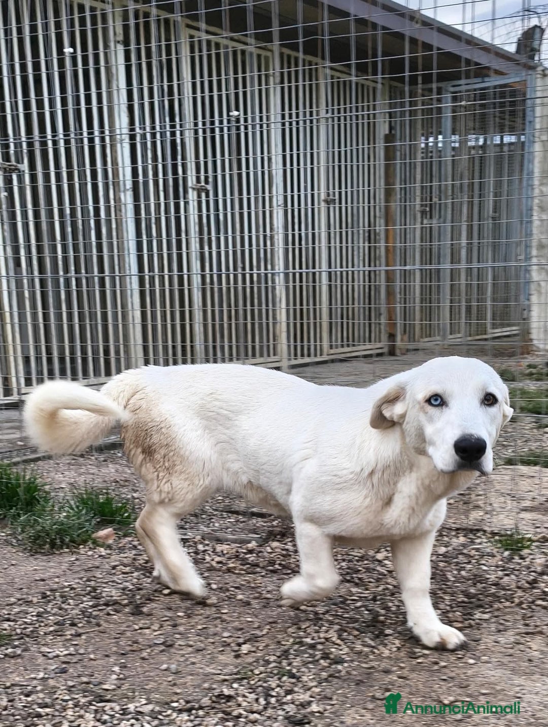 Meticcio cani in regalo: Adotta Celeste - Annuncio 2