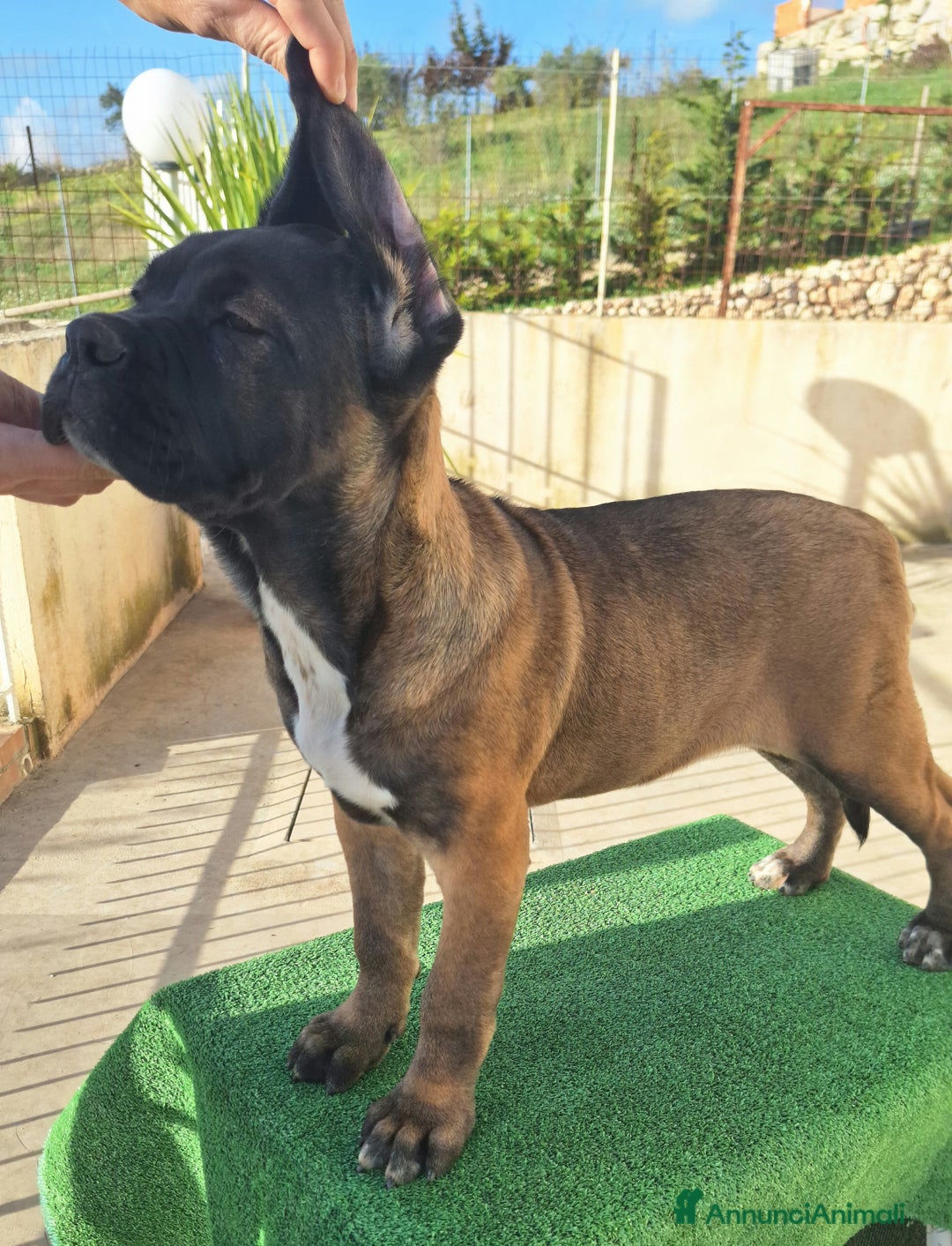 Cane Corso cani in vendita: Cucciole Cane Corso Pedigree - Annuncio 7