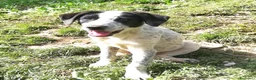 Meticcio cani in regalo: ZENO MIX SETTERINO  a Provincia di Varese - Annuncio 1