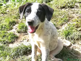 Meticcio cani ZENO MIX SETTERINO - Annuncio 6