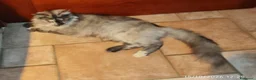 Maine Coon gatti in vendita: Dolcissimi cuccioli di Maine Coon xxl - Annuncio 2