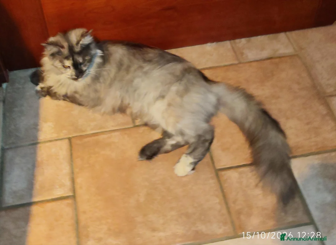 Maine Coon gatti in vendita: Dolcissimi cuccioli di Maine Coon xxl - Annuncio 2