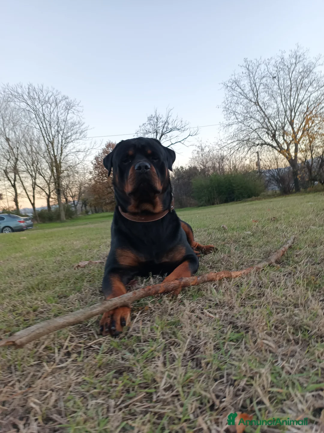 Rottweiler cani per accoppiamento: Cane maschio per monta  a Provincia di Parma - Annuncio 4